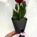 Botão Especial Kraft 4