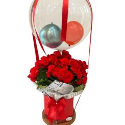 Begônia com Balão
