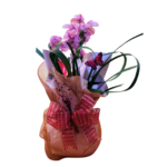 Orquídea Cymbidium