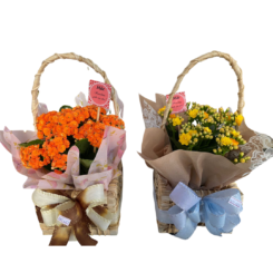 Calandiva na Cestinha 1