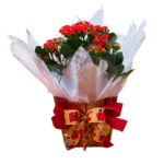 Kalanchoe Especial P