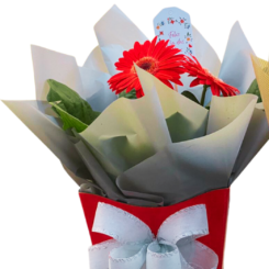 Gerbera