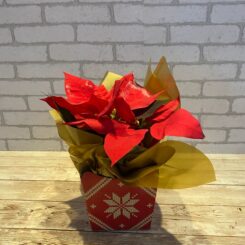 BICO DE PAPAGAIO - P