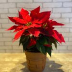 Bico de Papagaio - Vaso de Barro P