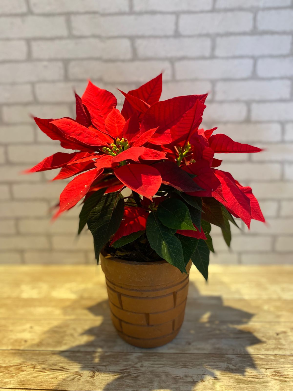 Bico de Papagaio - Vaso de Barro P