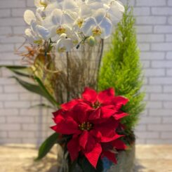 Coquetel MIX 1 - Vaso Cerâmica