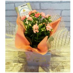 Calandiva Pequena com Chocolate