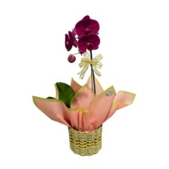 Orquídea Rosa Phalaenopsis