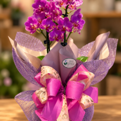 Mini orquidea especial 2 embalada em tela e laço