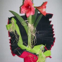 Amaryllis