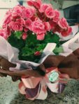Begônia Rosa